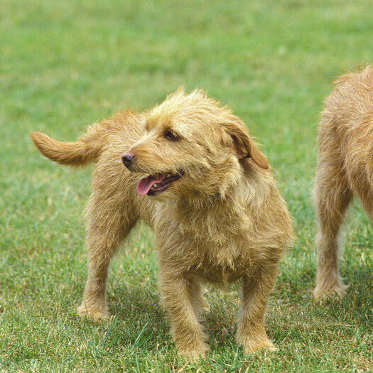 Two Bassets Fauve De Bretagne enjoying the walk